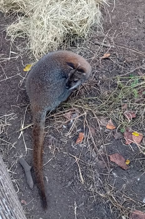 Kangur samiec wallaby