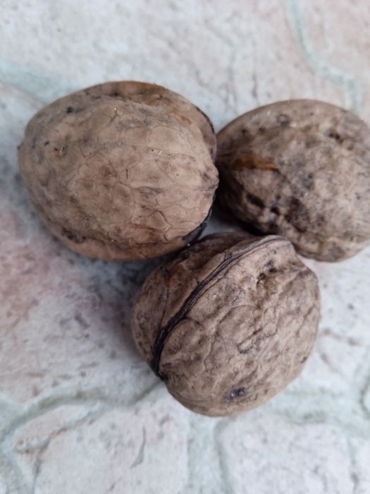 Горіхи волоські..