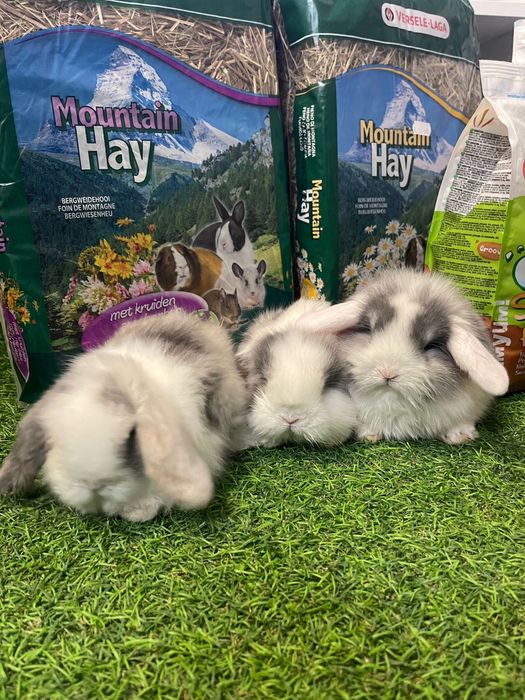 Coelho Anão varias cores Belier e Mini Lop - LOJA !!