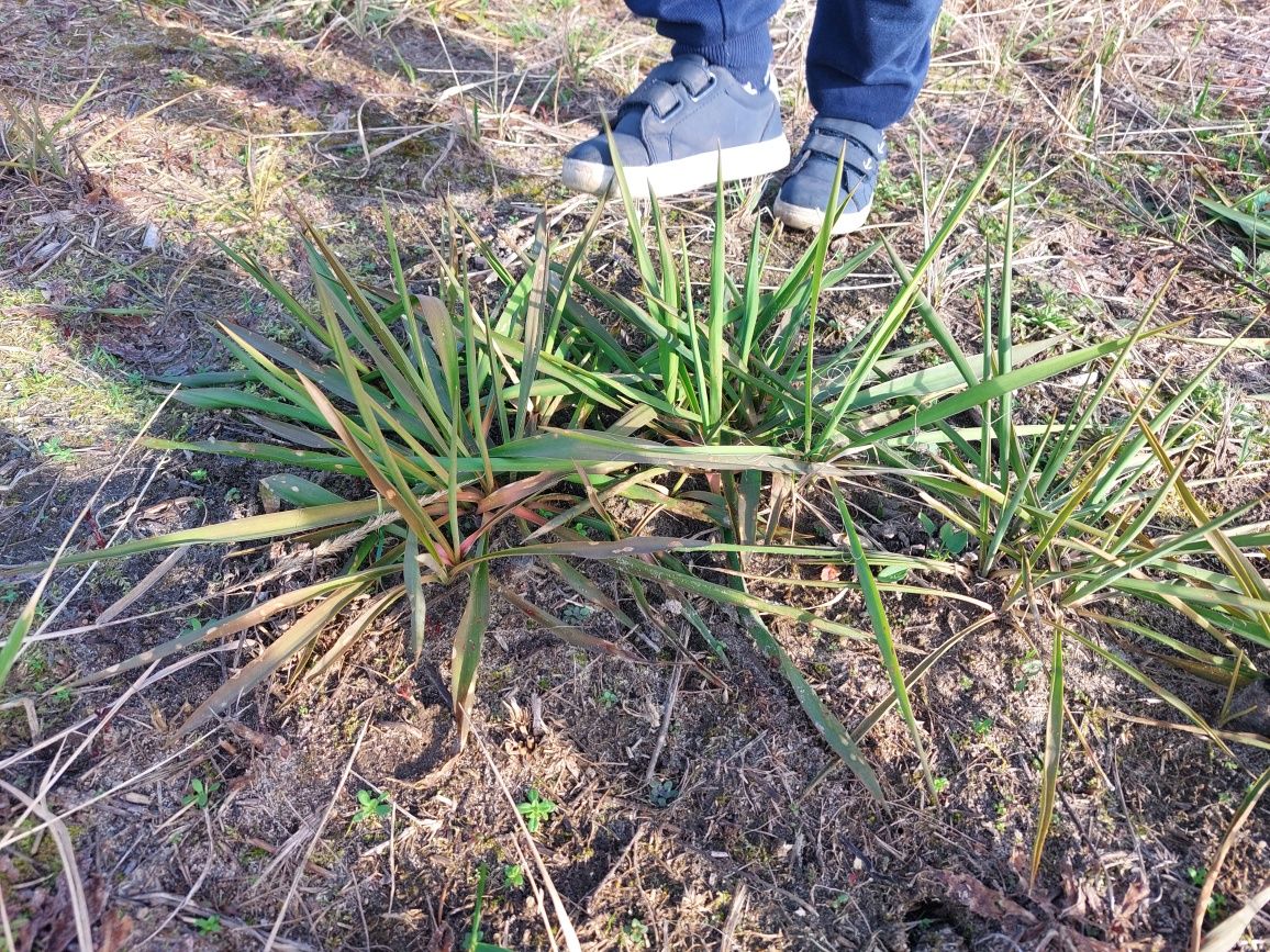 Juka ogrodowa, male sadzonki