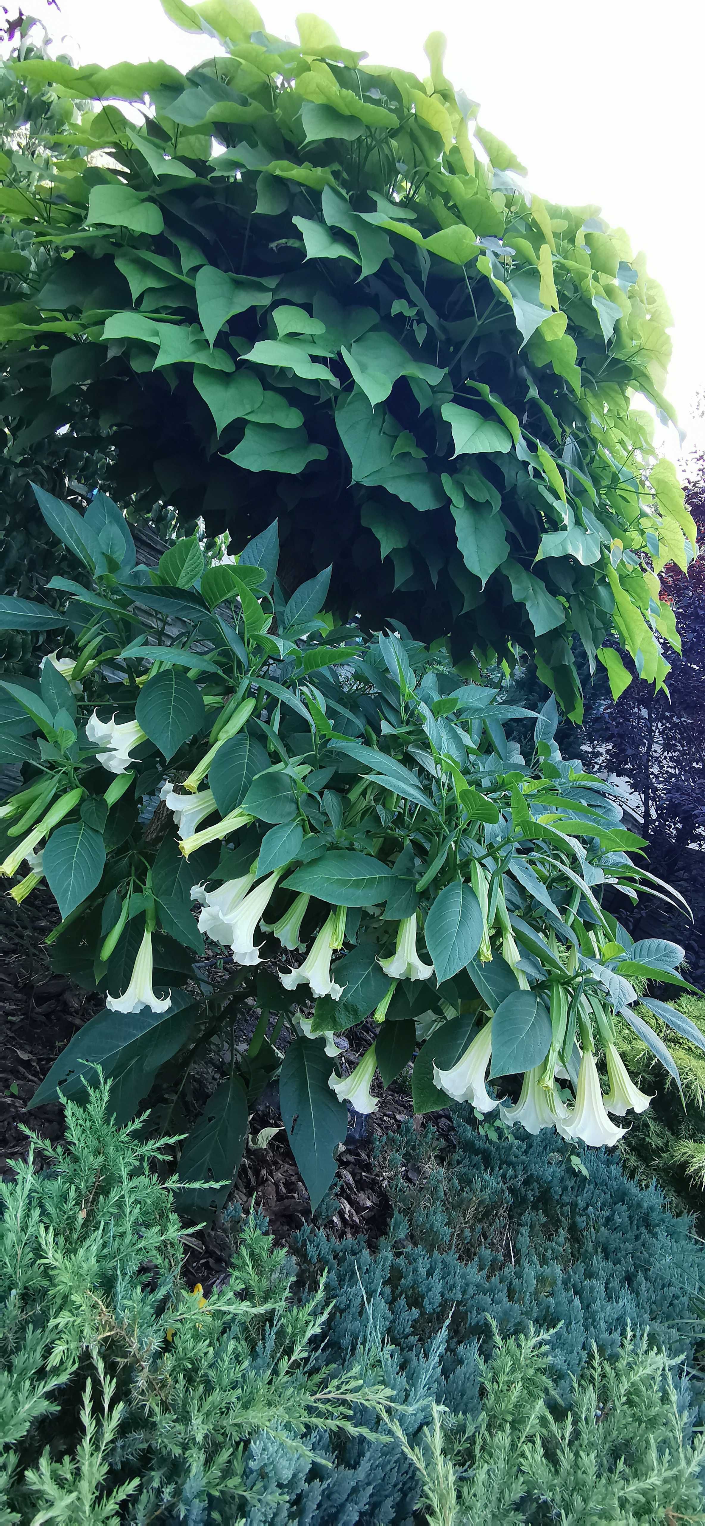 Brugmansja biała pojedyńcza duża GIGANT datura