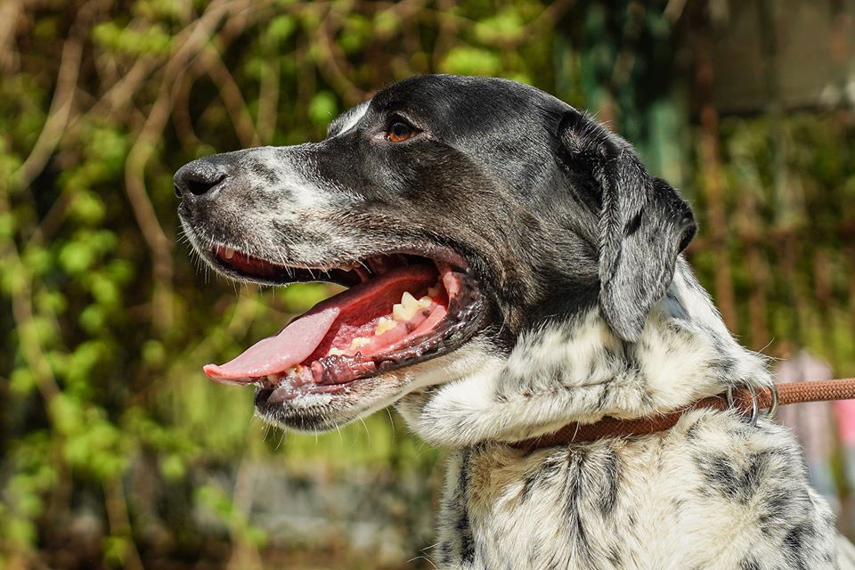 Kropek - wulkan energii czeka na dom! OTOZ Animals Schronisko Ciapkowo