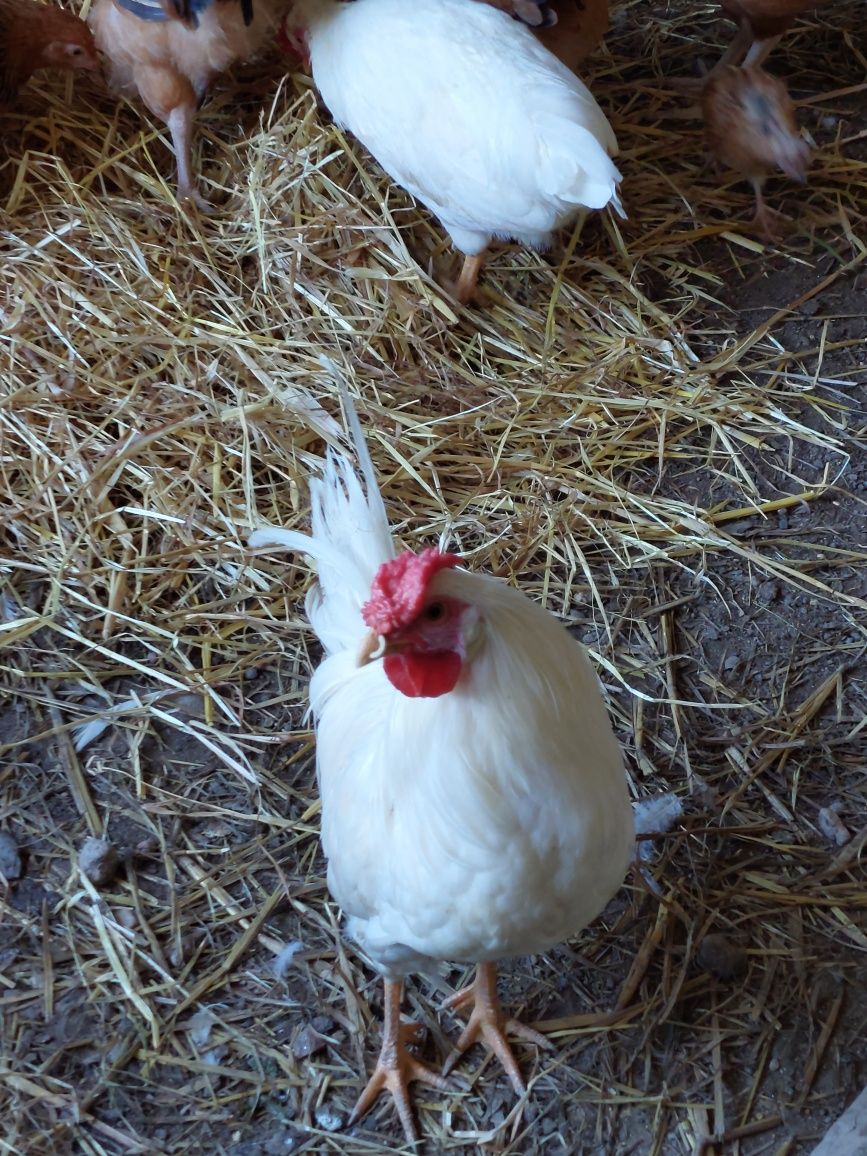 Coquichos pintos e ovos