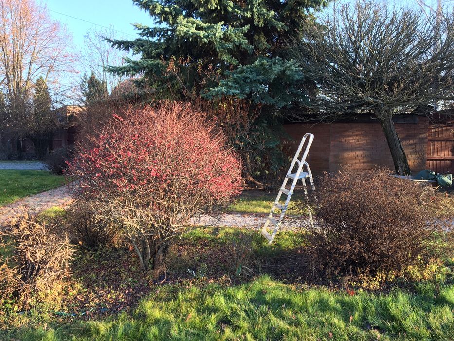 Спилювання дерев, корчування пеньків та інші роботи в саду