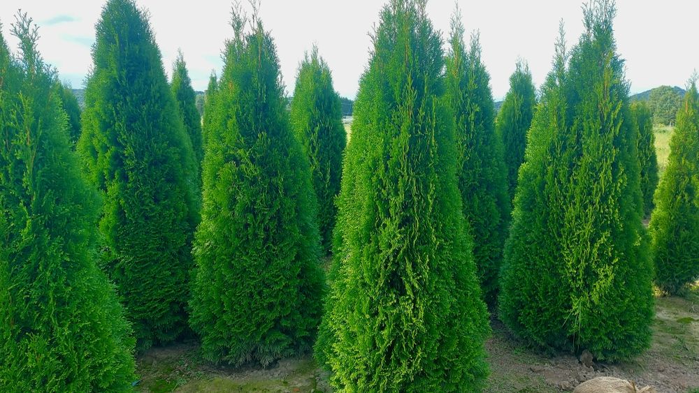 Tuja Szmaragd wysokość 300 cm Premium