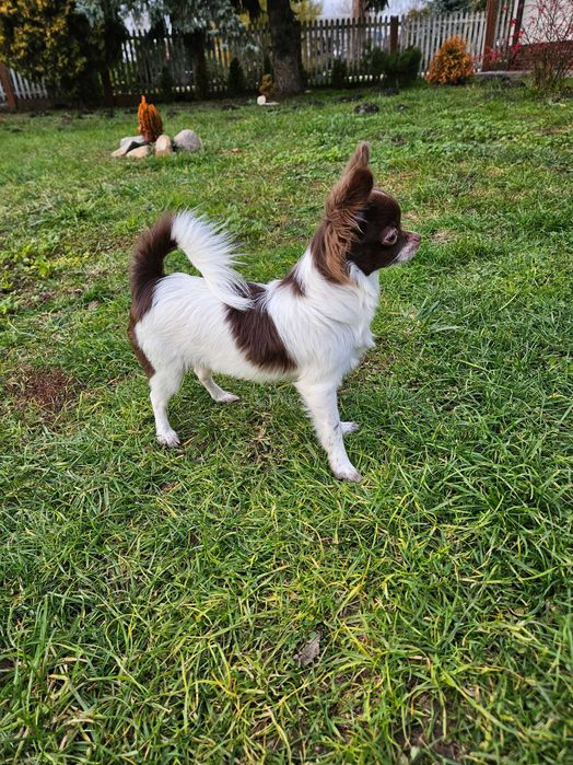Chihuahua długowłosy czekoladowo-biały piesek
