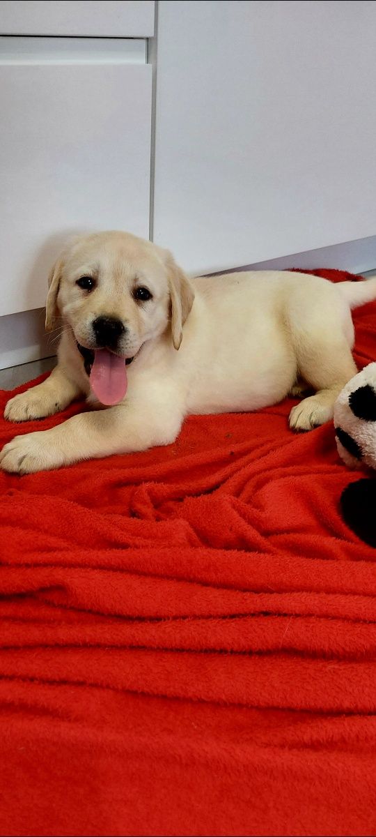 Labrador Retriever - Gotowe do odbioru