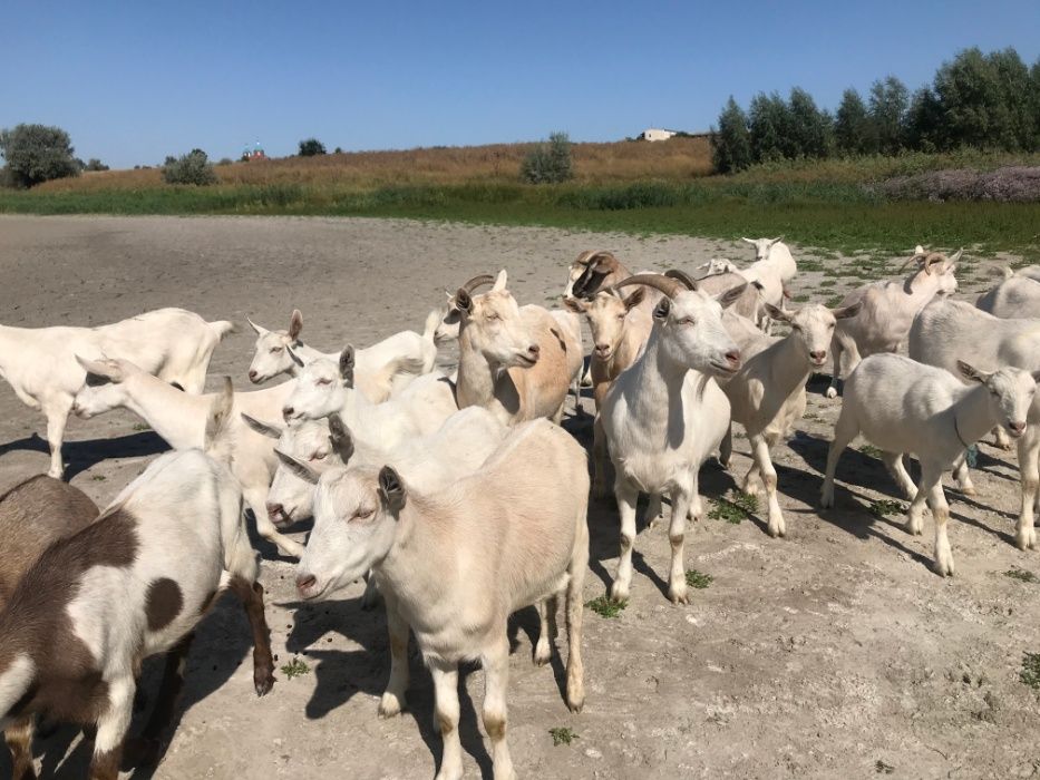Срочно  продаётся стадо дойных коз