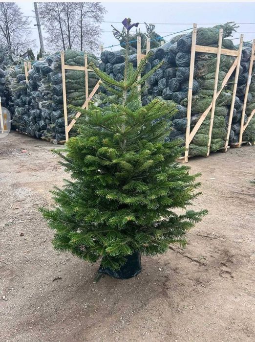 Żywe choinki z dostawą do domu gratis jodły kałkaskie i świerki