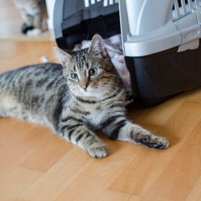 Stasiu szuka kochającego domku
