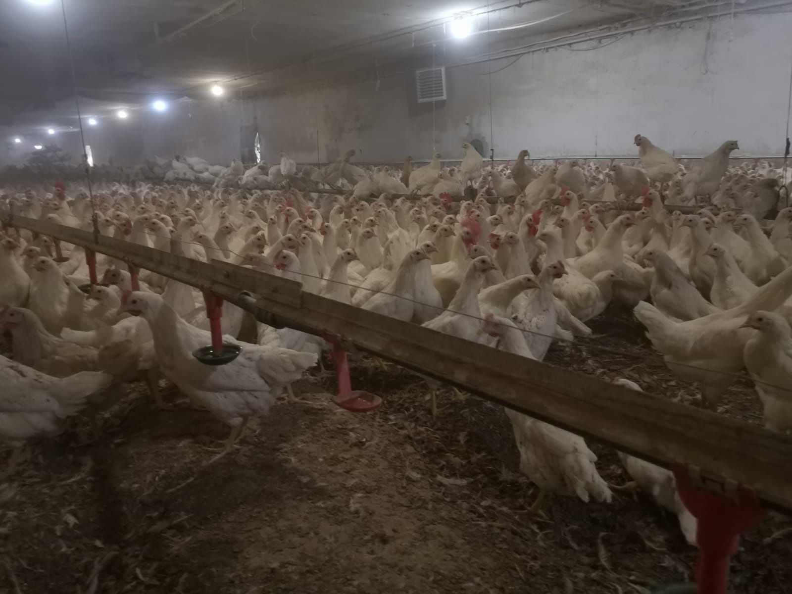 Nioski Leghorn , Leghorny 24 tygodnie. Wysyłamy!