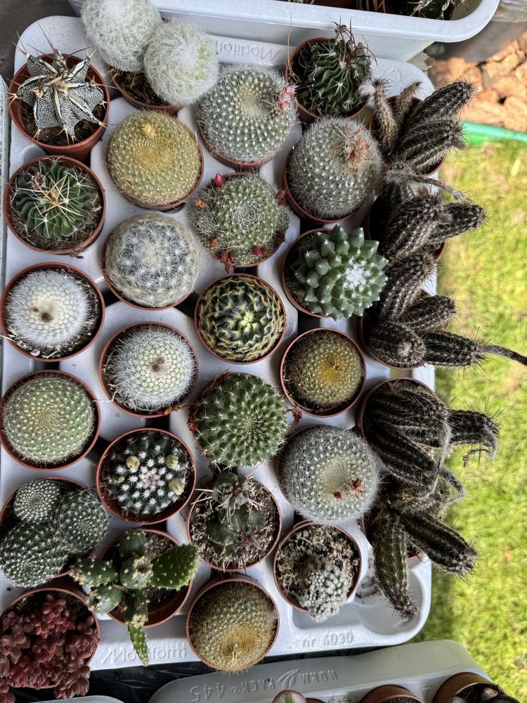 Cactus кактус кактуси сукуленти succulent