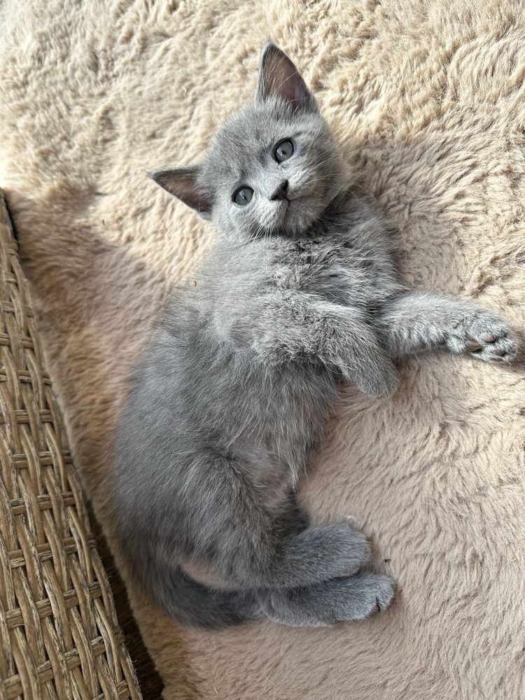 Кошенята в добрі руки