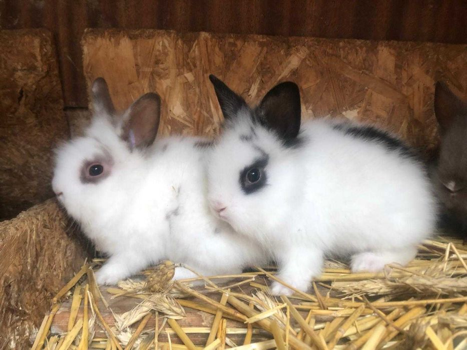 Króliczek królik miniaturka