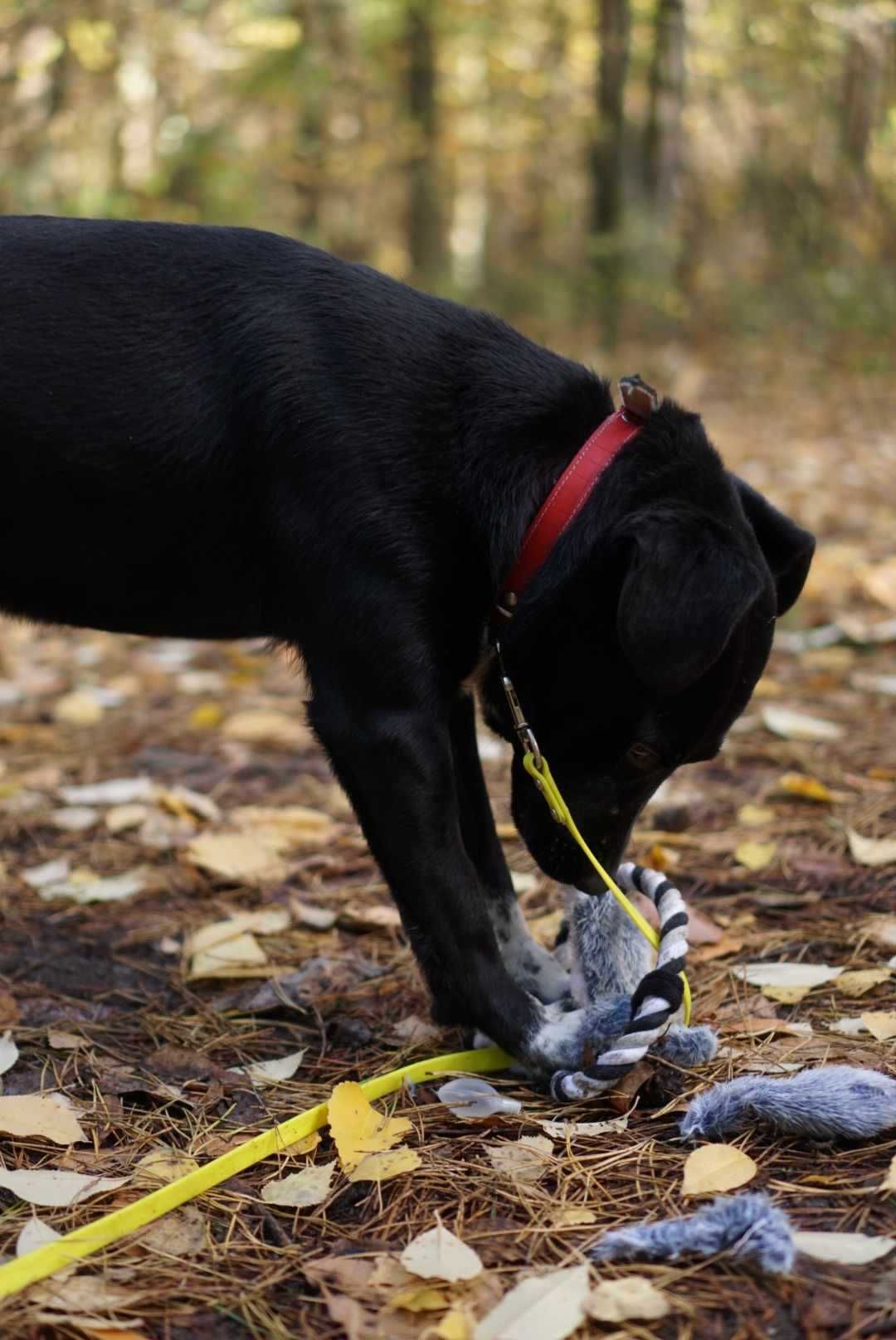 1,5 roczny, aktywny, kochany Bleki rozgląda się za nową rodziną!