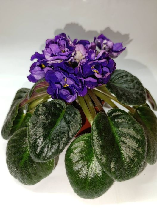 Фіалка фиалка Седой океан квіти цветы цветок