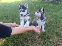 Suczka Syberian husky
