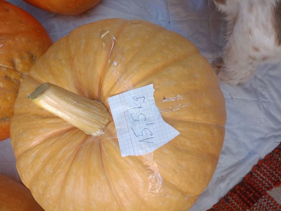 Dynie ekologiczne duże bio