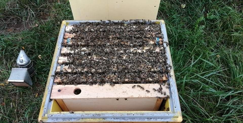 odkłady pszczele 2024 pszczoły roje