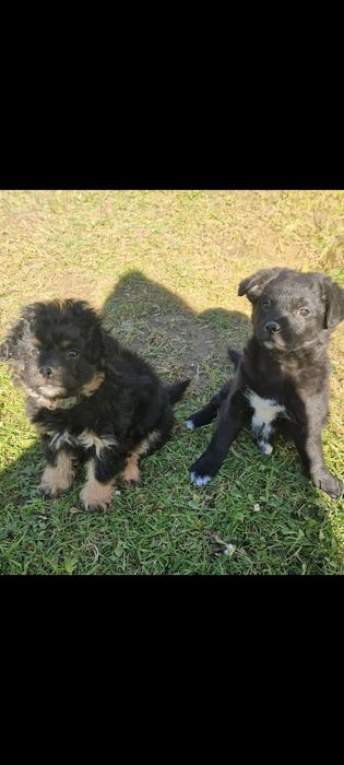 Oddam za darmo 3 małe pieski