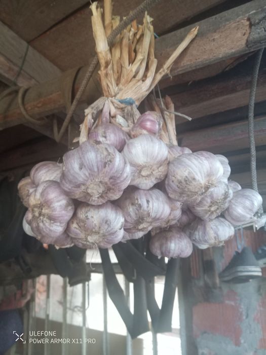 Продам часник любаша