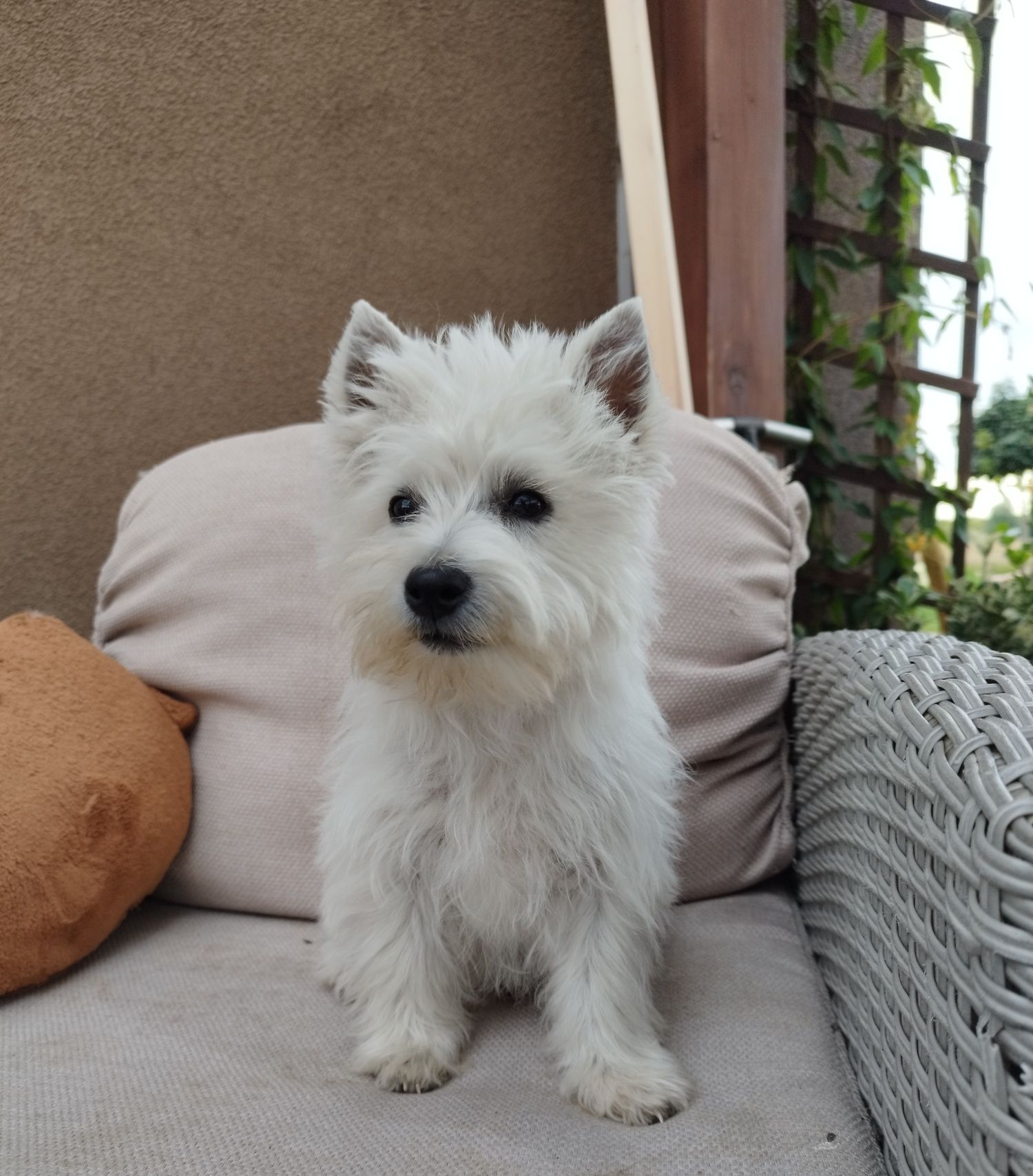 West Highland White Terrier