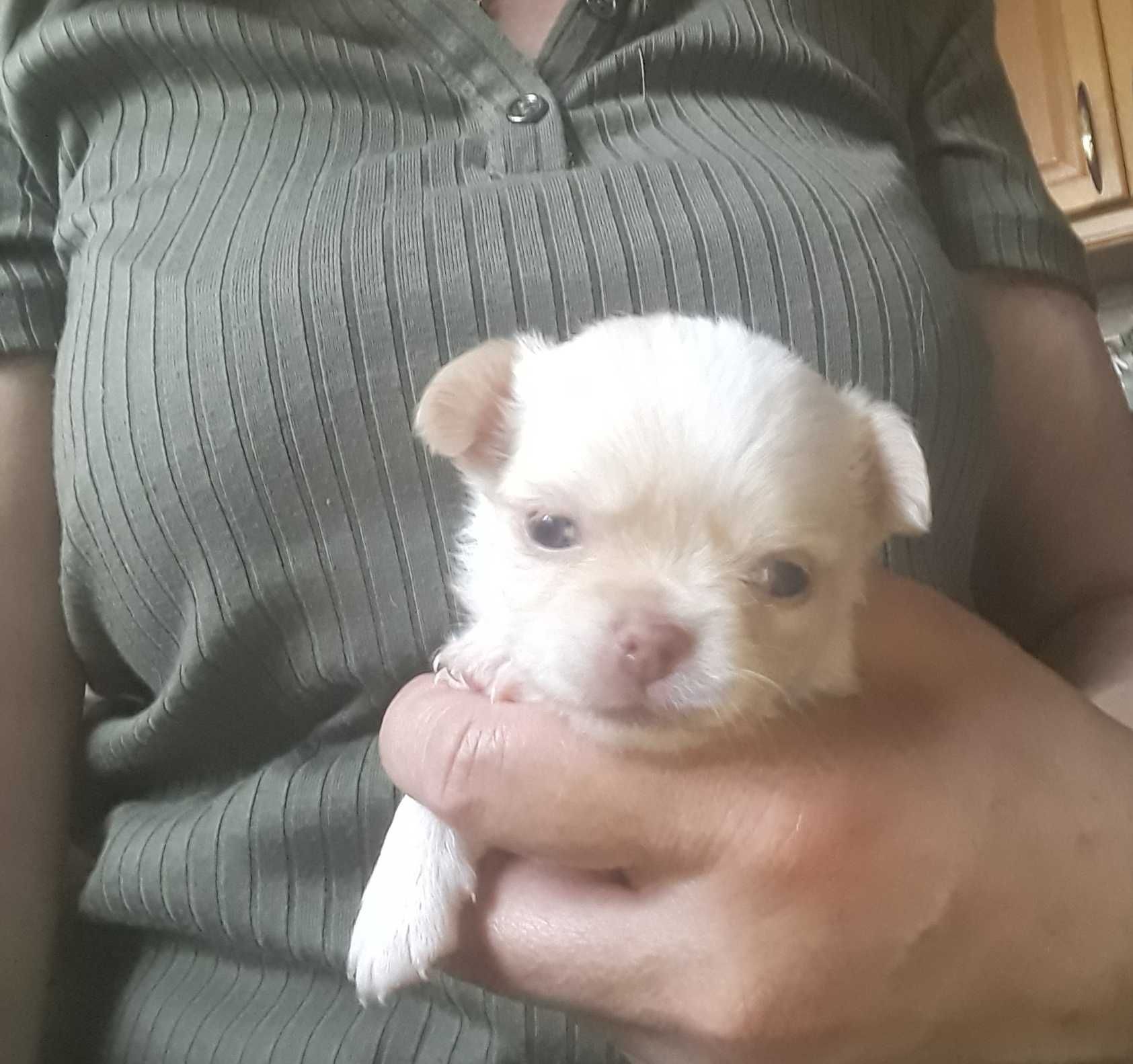 Chihuahua - suczka - szczenię do rezerwacji