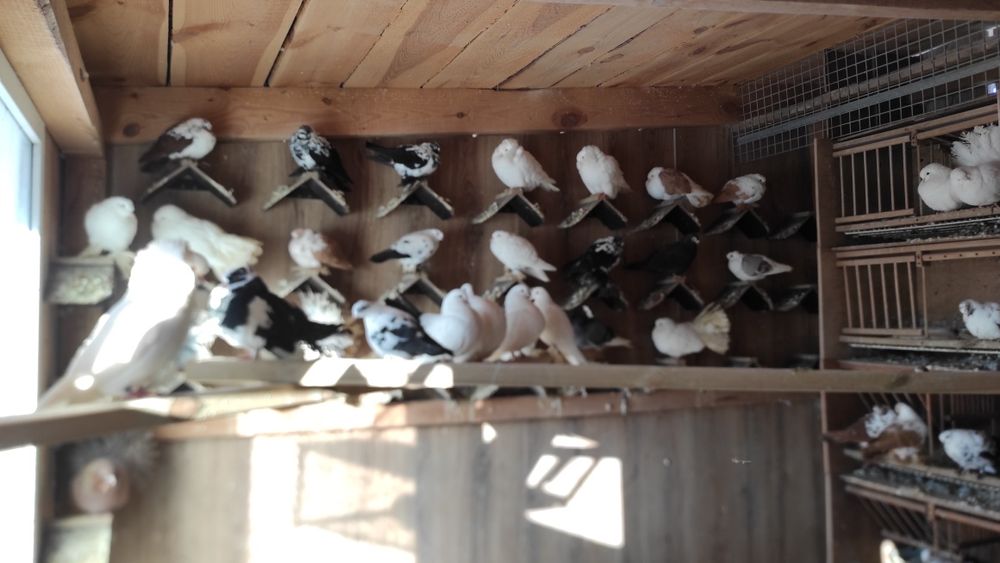 Gołębie ozdobne ptaki