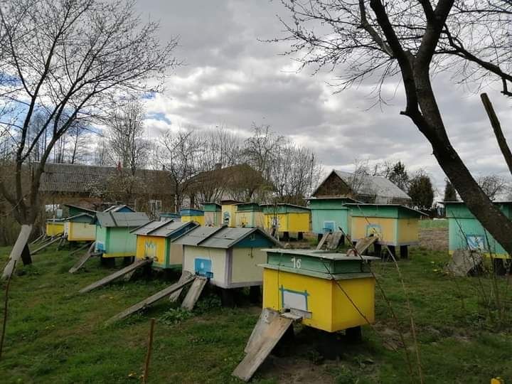 Продам Мед -  натуральний .