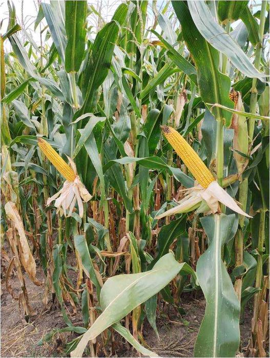 Nasiona kukurydzy ZE SLOVAKIA ziarno FAO 270 (80 tys.) WYPRZEDAŻ