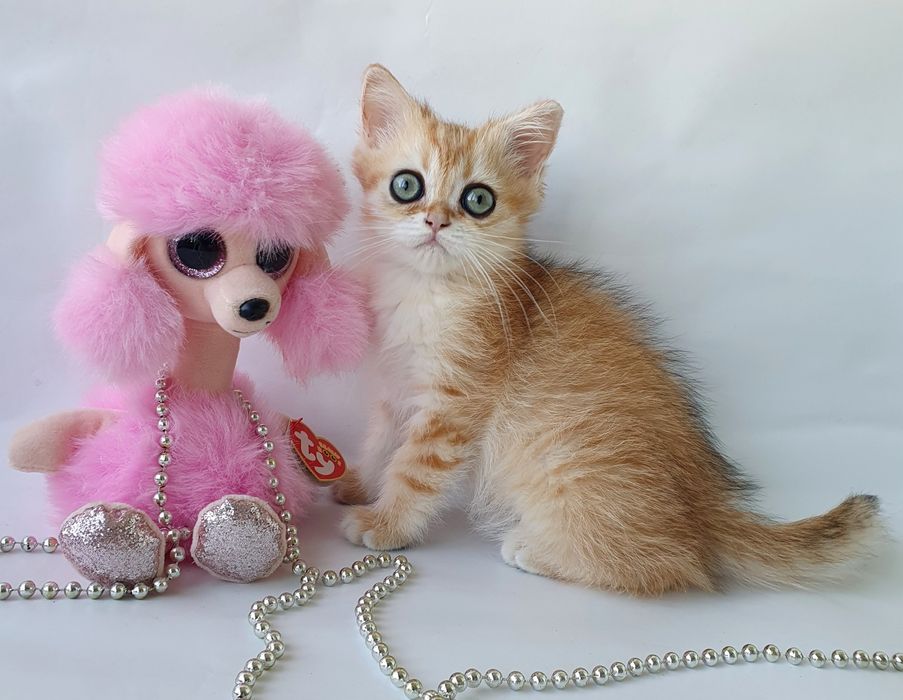 Золотая шиншилла кошечка друг и радость в доме. Котята котенок Киев