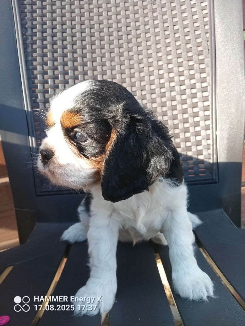 Cavalier King Charles spaniel, suczka