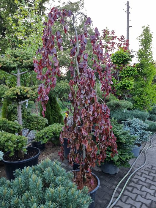 Krzewy formowane Niwaki BONSAI ogrodowe