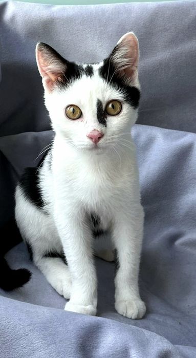 Кошеня, хлопчік шукає дім.