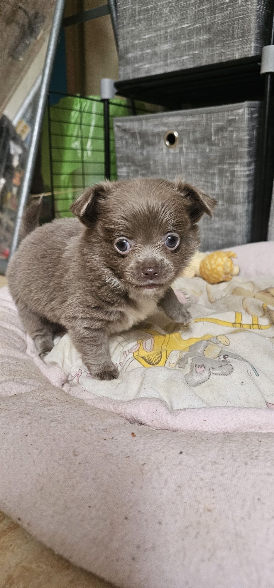 Chihuahua długowłosy błękitny