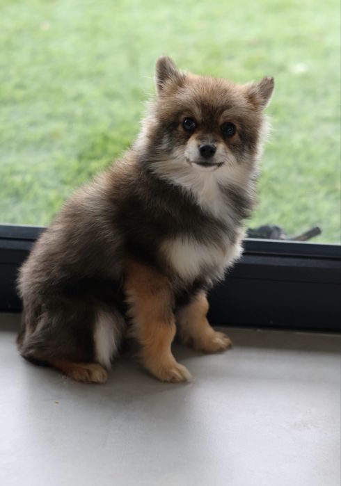 Pomeranian suczka paszport