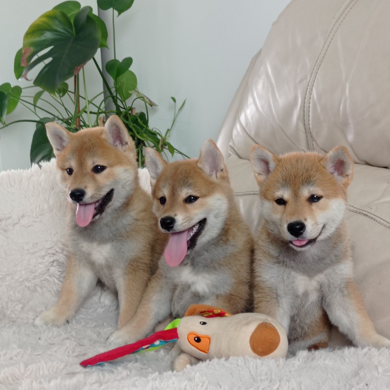 Shiba Inu z rodowodem ZHPR UCI