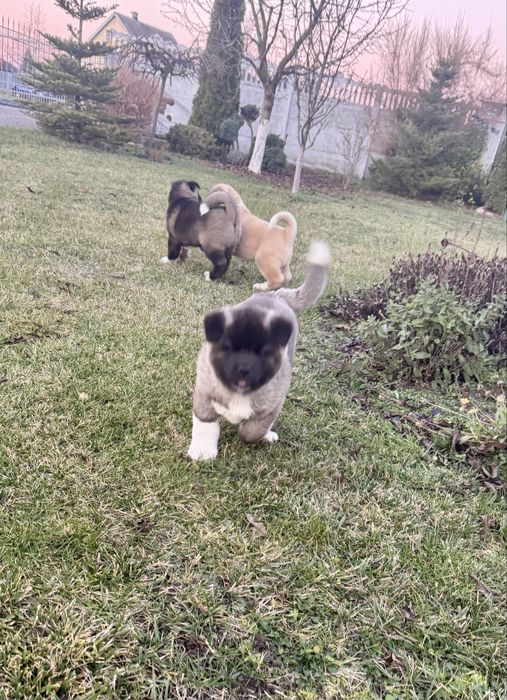 Szczenie Akity Amerykanskiej