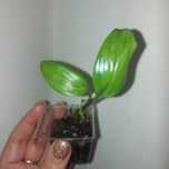 Epipremnum amplissimum variegata regres