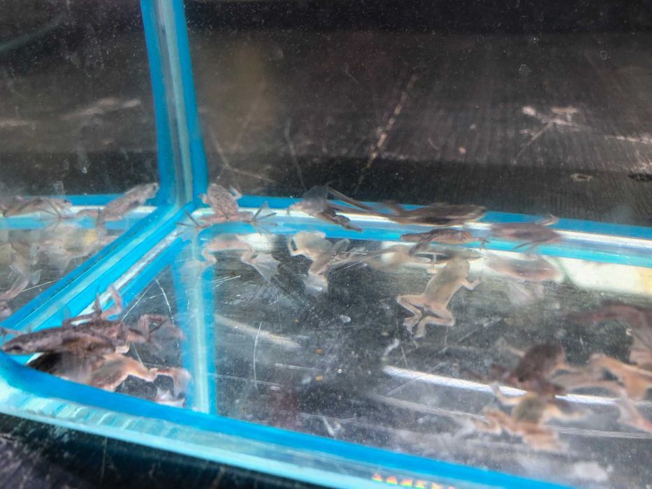 Źabka akwariowa - karlik szponiasty