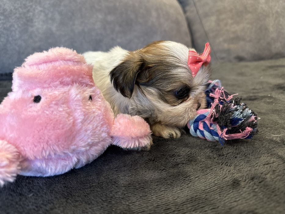 Shihtzu femea pequenina excelente