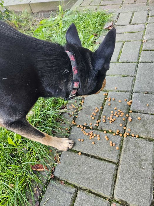 Błąkajacy się pies Dąbrowa Górnicza