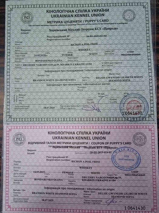 Щенки Бишон  фризе