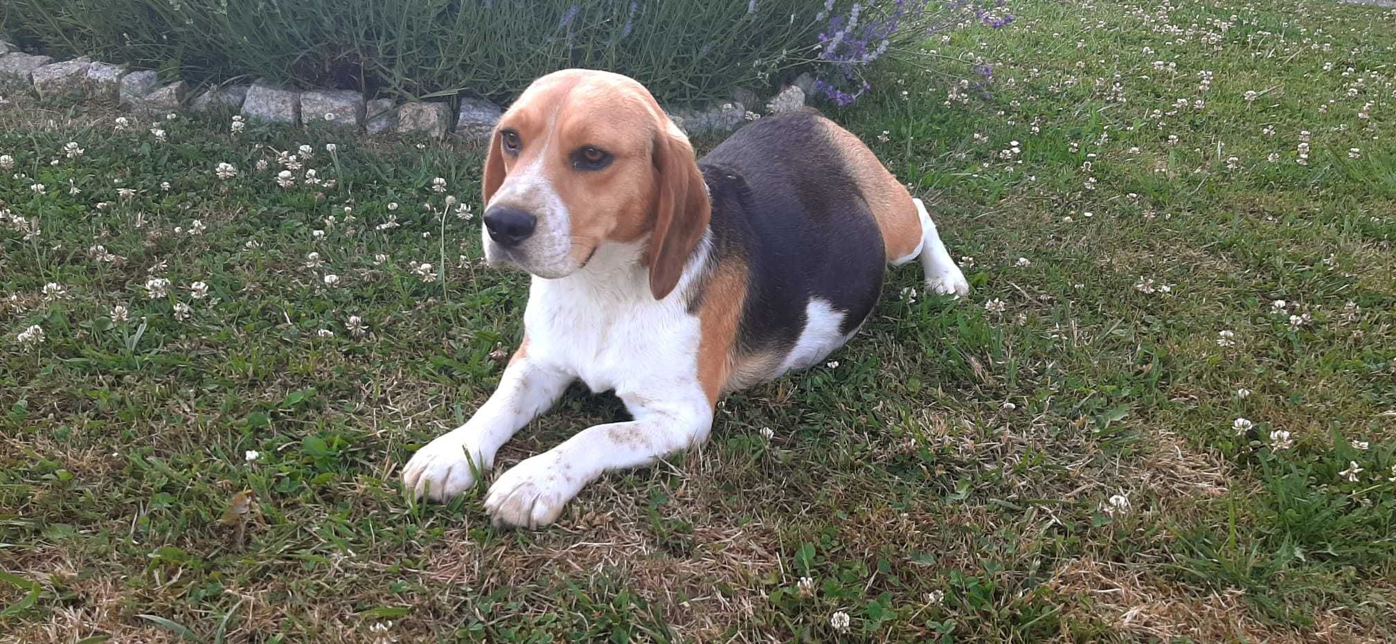 Piękna zdrowa suczka do odbioru  31.07, Beagle Tricolor, rodowód, chip