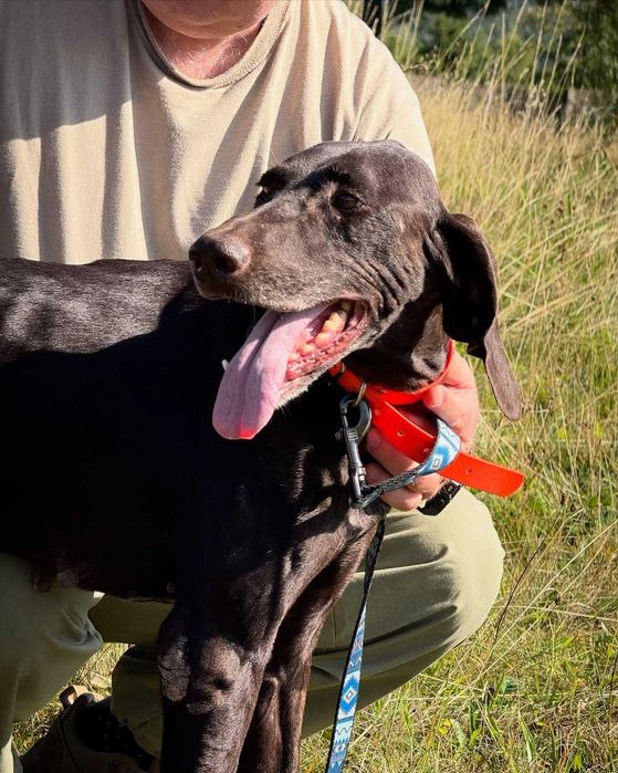 Ора, курцхаар, шукає дім