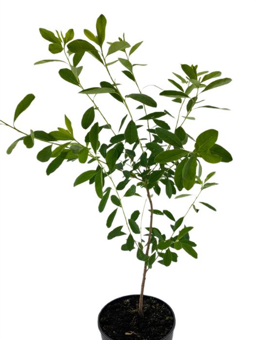 Obiela gronista Niagara 3l