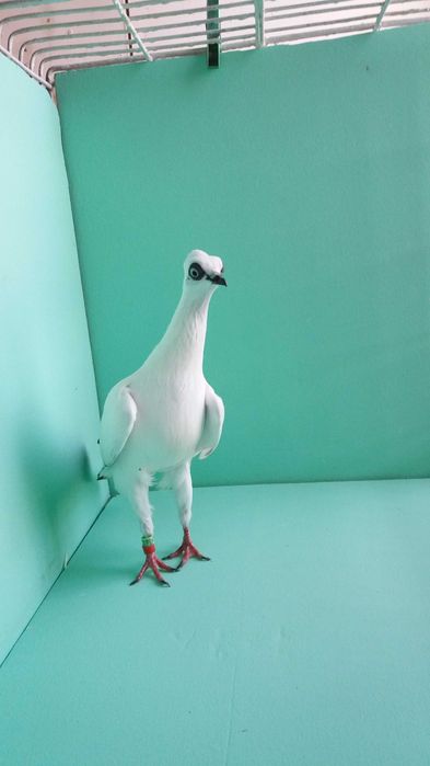 Gołębie ozdobne wiedeński, wiedeńskie lotne