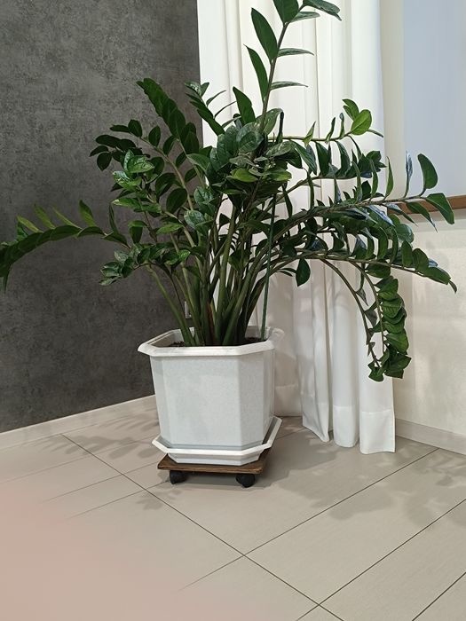 Замиокулькас (самовывоз)