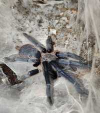 Chilobrachys sp kaeng krachan + pudło