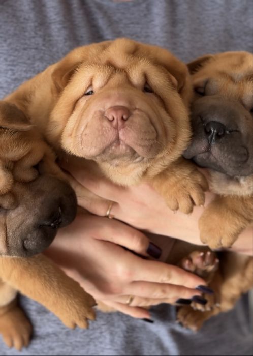 Цуценята породи Шарпей